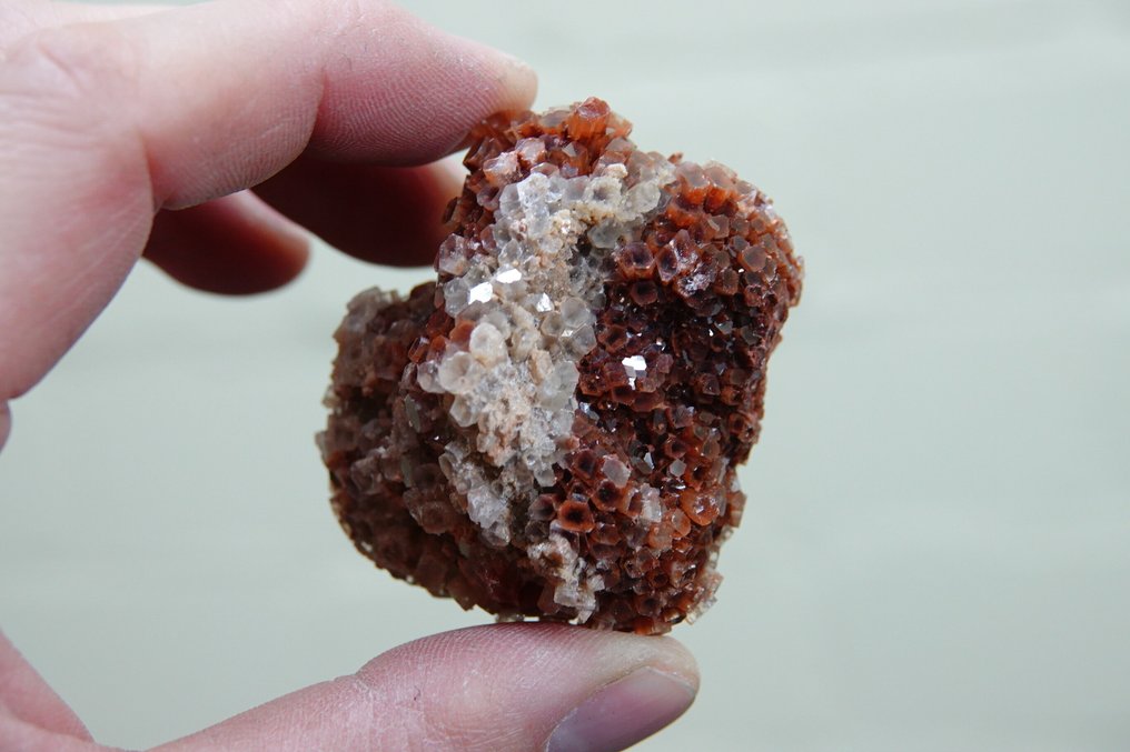 aragonitrose Taksidermi fuld kropsmontering - cluster - 0 cm - 0 cm - 0 cm - 1 #2.1