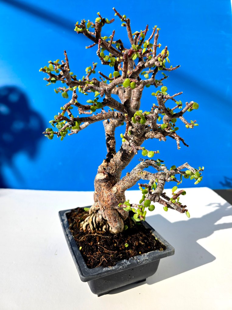 Portulacaria afra Μπονσάι από φελλό και μπράκ - Ύψος (Δέντρο): 33 cm - Βάθος (Δέντρο): 12 cm - Ισραήλ #4.3