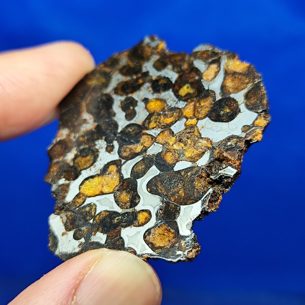 Very nice PALLASITE Slice. SERICHO (Kenya, 2016). Without reserve price! - 25.8 g #1.0