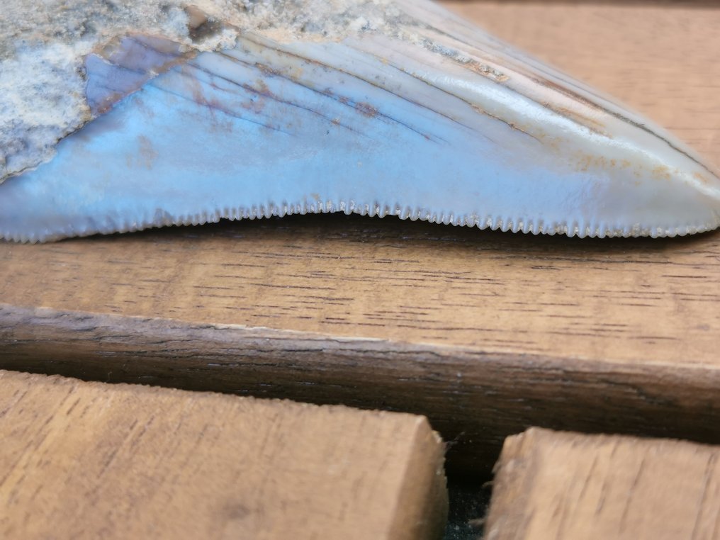 Cápa - Fosszilis fog - Young Megalodon - 6.6 cm - 4.4 cm  (Nincs minimálár) #4.3