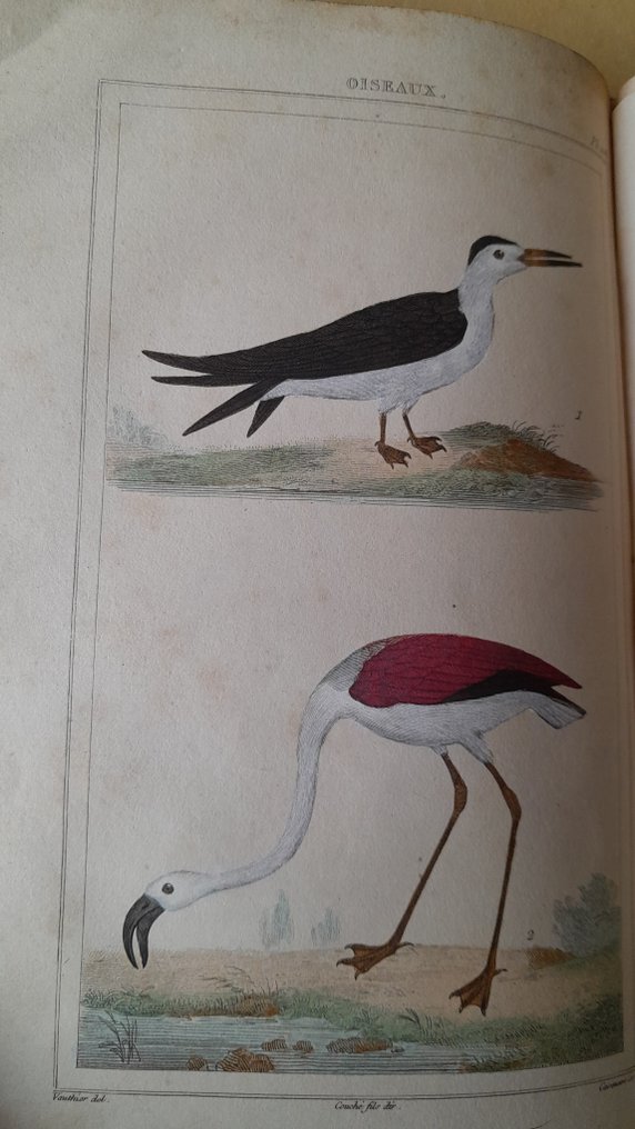 Comte de Buffon - Oeuvres complètes: les oiseaux volume 20 / Histoire des minéraux volumes 5 et 6 - 1833-1835 #1.0