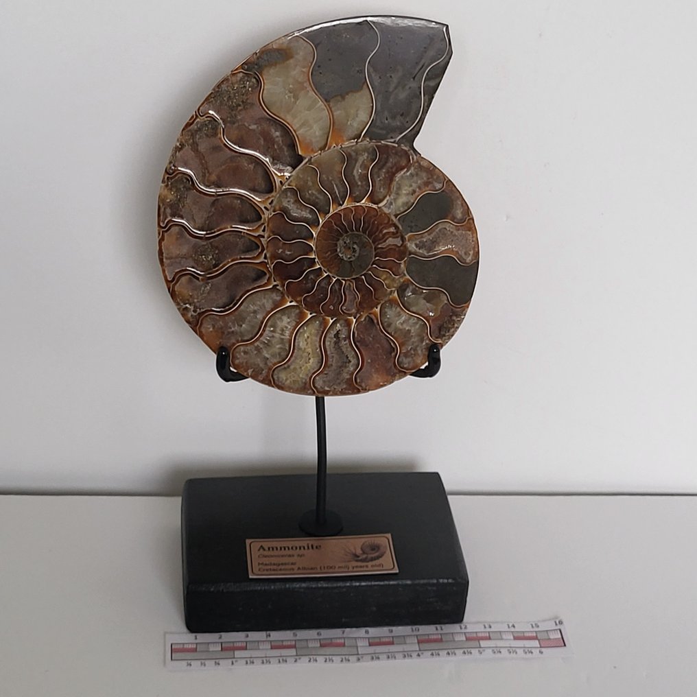 Φανταστικό κομμένο και γυαλισμένο Ammonite σε χειροποίητη έκθεση. - Απολιθωμένο κέλυφος - Aioloceras (Cleoniceras) sp. - 24 cm  (χωρίς τιμή ασφαλείας) #1.0