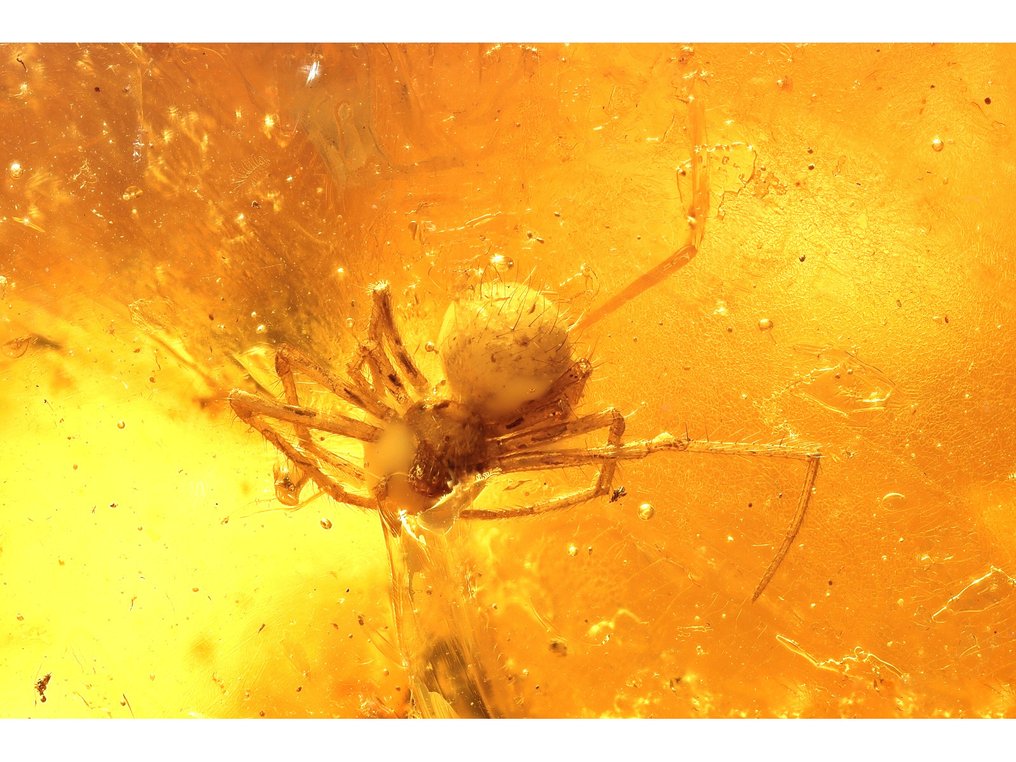 Amber - Amber - Spider - 29 mm - 16 mm  (No reserve price) #1.0