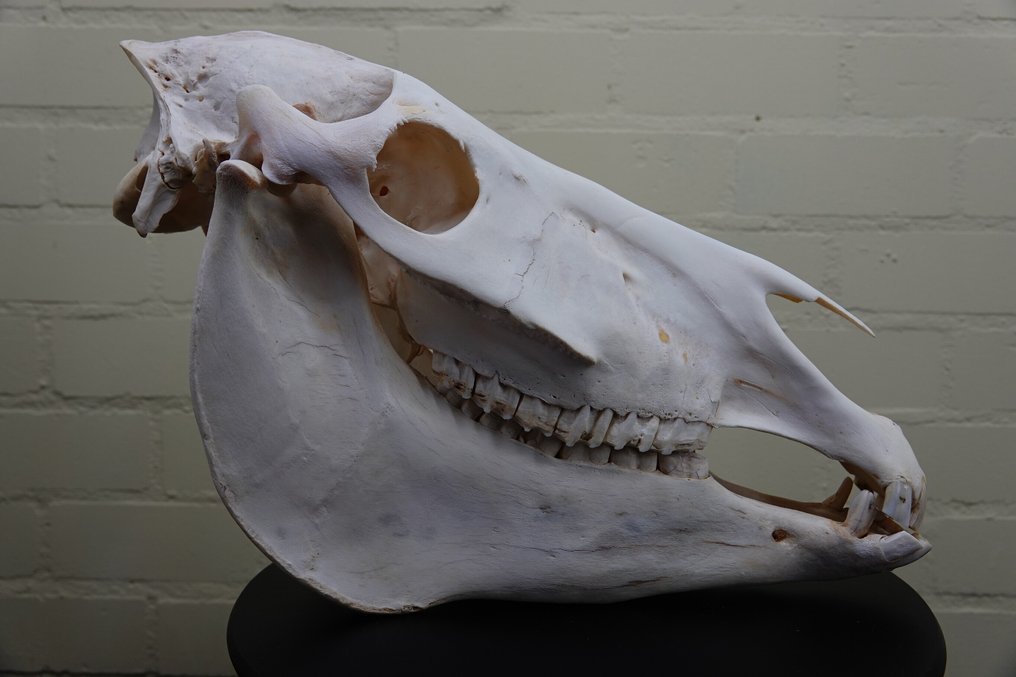 Ζέβρα η κοινή Κρανίο - Equus quagga - 30 cm - 47 cm - 20 cm- Είδη που δεν ανήκουν στο CITES #1.0