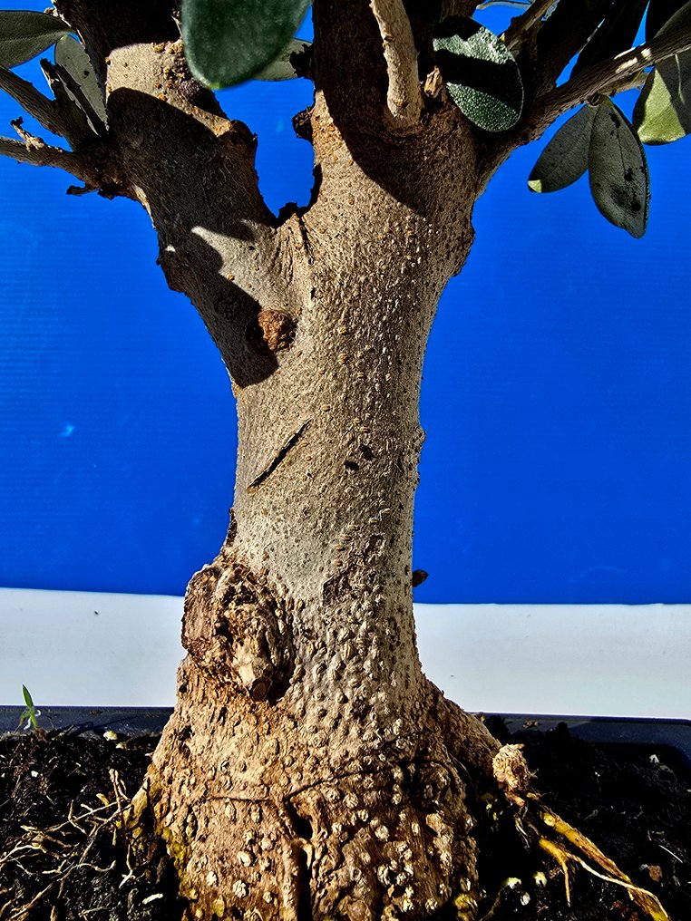 Ελιά μπονσάι (Olea europaea) - Ύψος (Δέντρο): 38 cm - Βάθος (Δέντρο): 12 cm - Ισραήλ #3.2