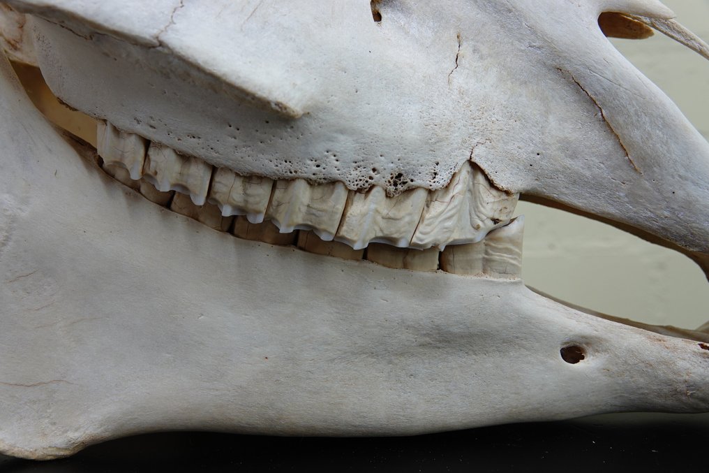 Plains Zebra Skull - Equus quagga - 29 cm - 46 cm - 19 cm- Non-CITES species #2.1