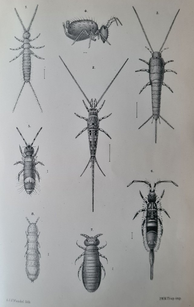 Johannes Theodorus Oudemans met 38 litho's - De Nederlandsche insecten - 1900 #3.2