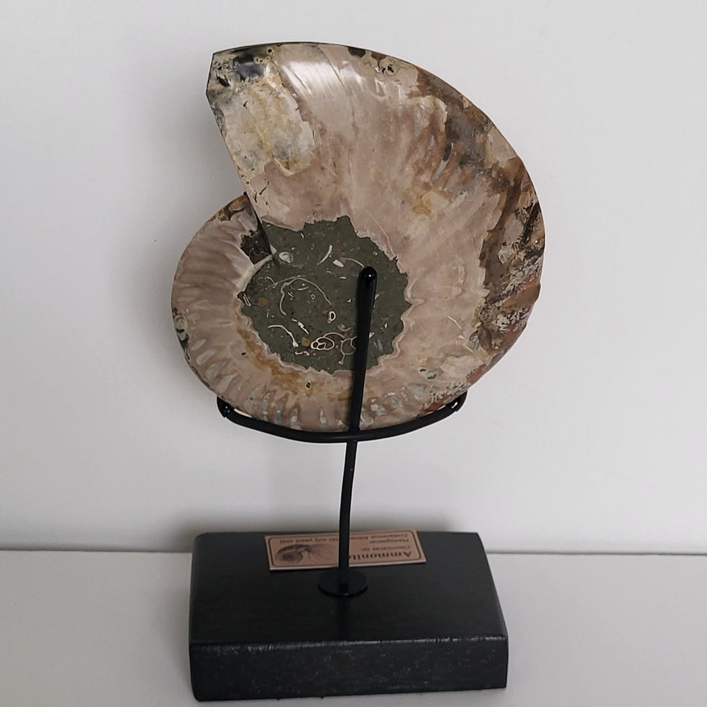 Φανταστικό κομμένο και γυαλισμένο Ammonite σε χειροποίητη έκθεση. - Απολιθωμένο κέλυφος - Aioloceras (Cleoniceras) sp. - 24 cm  (χωρίς τιμή ασφαλείας) #4.3