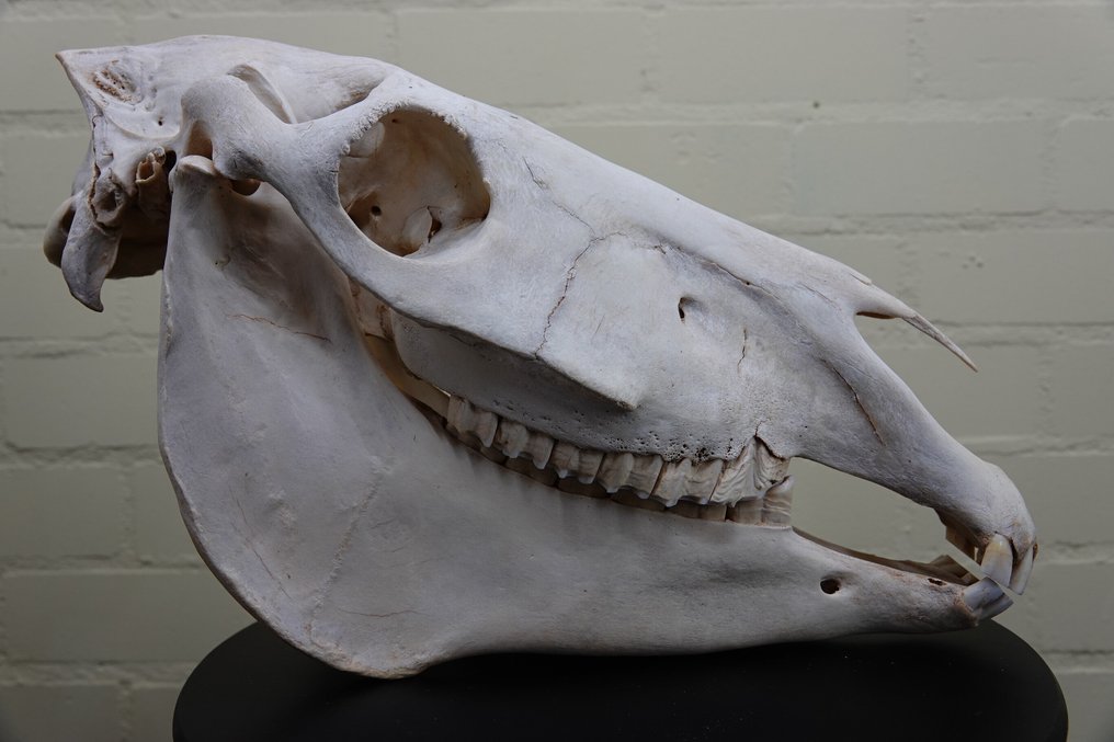 Plains Zebra Skull - Equus quagga - 29 cm - 46 cm - 19 cm- Non-CITES species #1.0