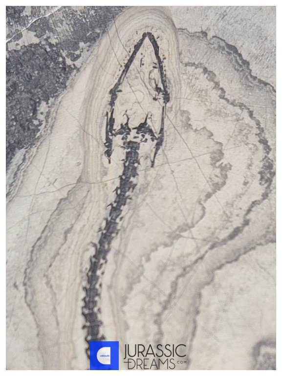 Gigantisk äkta naturlig Keichousaurus hui tidig Trias havsreptil - med bevarade tänder - Fossiliserat ledat skelett #2.1