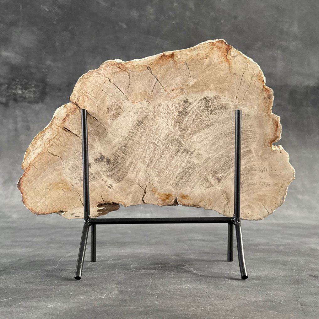 令人惊叹的化石木片,放置在定制底座上。 - 化石木材 - 29.5 cm - 37.5 cm (没有保留价) #1.0