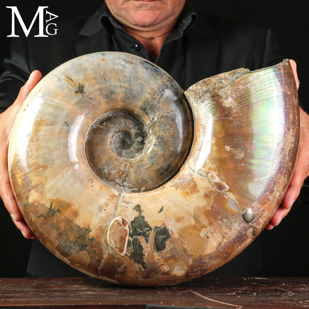 ¡Excelente! - Concha fosilizada - Fossil Ammonite Lytoceras sp. – Opalescent Surface - 390 mm - 330 mm #2.1