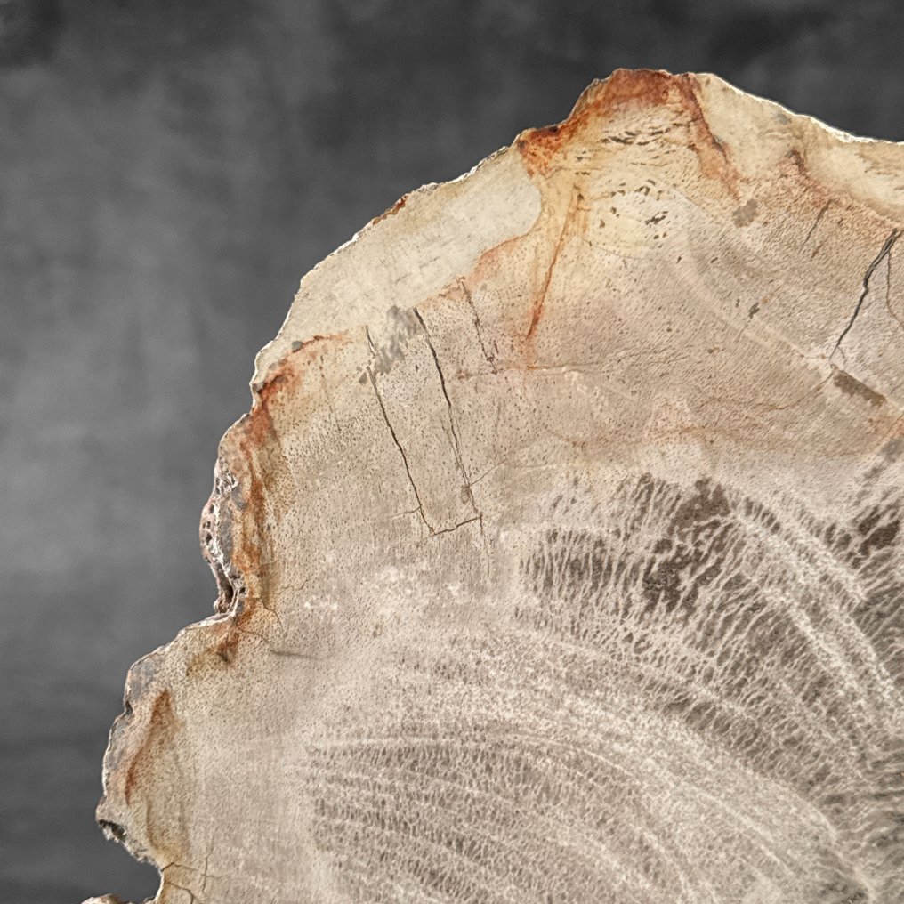 令人惊叹的化石木片,放置在定制底座上。 - 化石木材 - 29.5 cm - 37.5 cm (没有保留价) #3.2