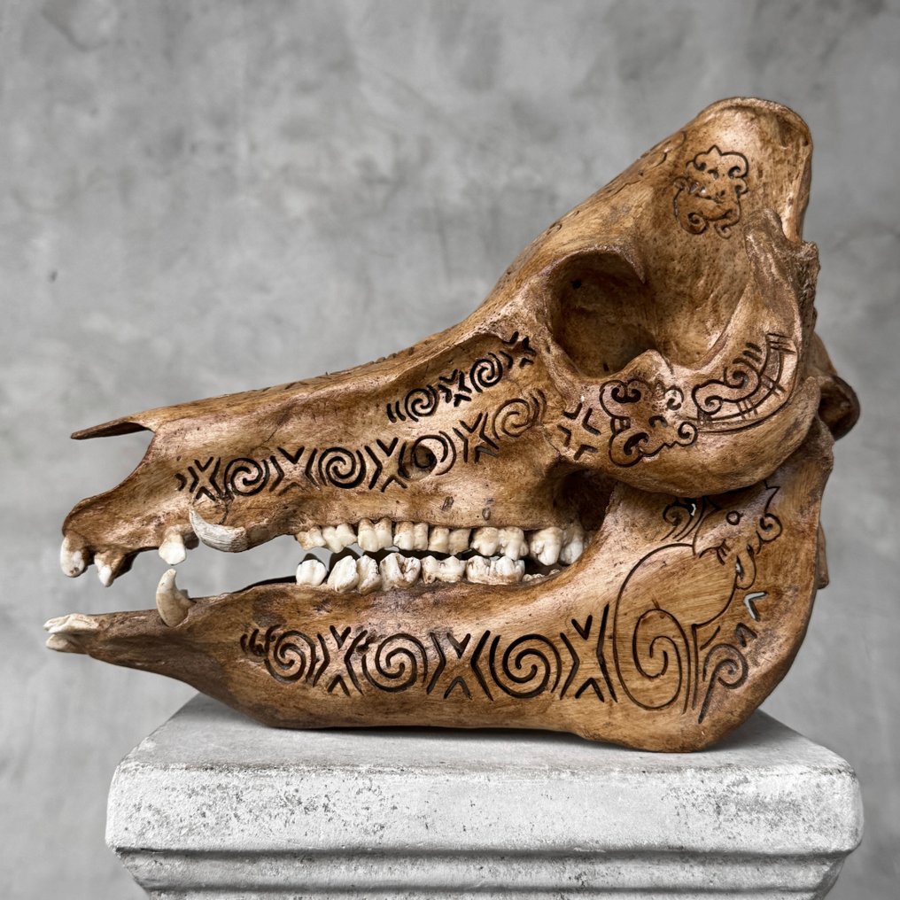 无底价- 精美的棕色雕刻铜绿野猪- 传统巴厘岛图案 雕刻的颅骨 - Suidae sp. - 24 cm - 20 cm - 31 cm- 非《濒危物种公约》物种 -  (1) #2.1
