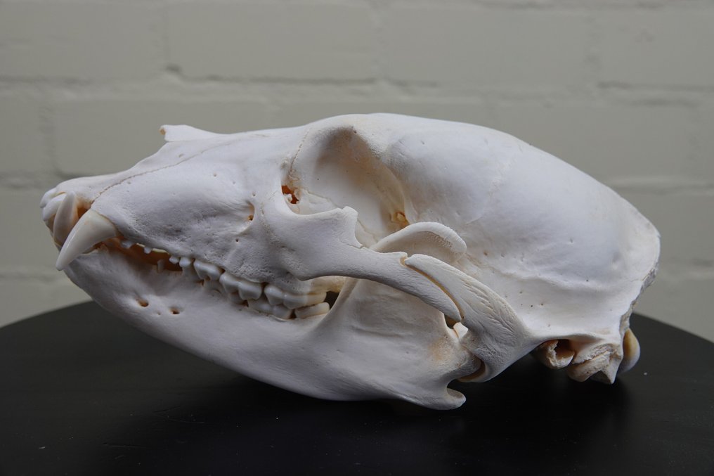 Μαύρη αρκούδα Κρανίο - Ursus americanus - with CITES Tag - 14 cm - 12 cm - 26.5 cm- Παράρτημα ΙΙ του  CITES - Παράρτημα Β στην ΕΕ #4.3