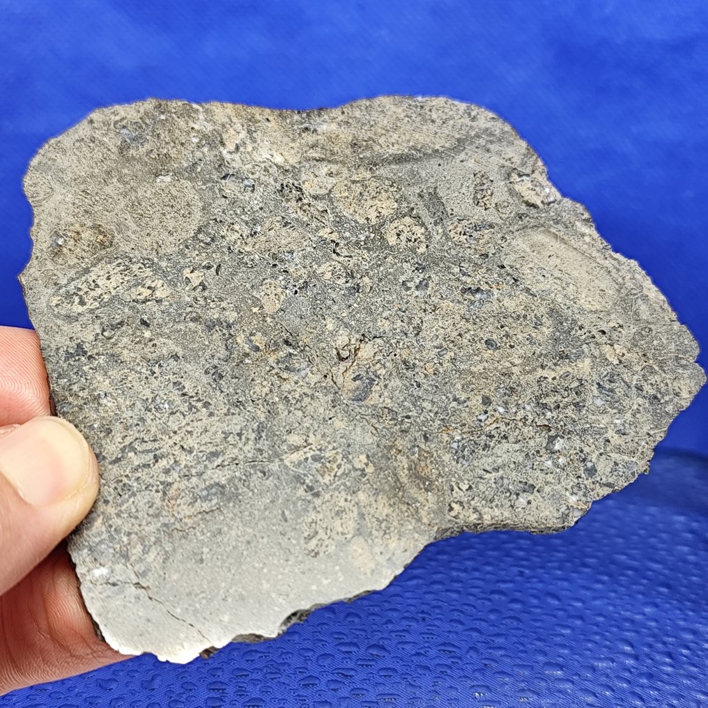 XL, 12.5 cm! EUCRITE METEORITE Slice. NEW "JIKHARRA 001" (Libya, 2022) - achondrite from VESTA - Without reserve price!!! - 75.4 g #1.0