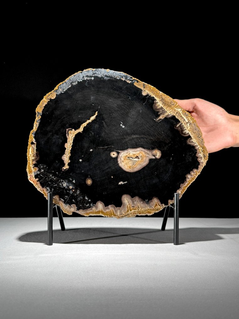 令人惊叹的化石木片，放置在定制底座上。 - 化石木材  (没有保留价) #1.0