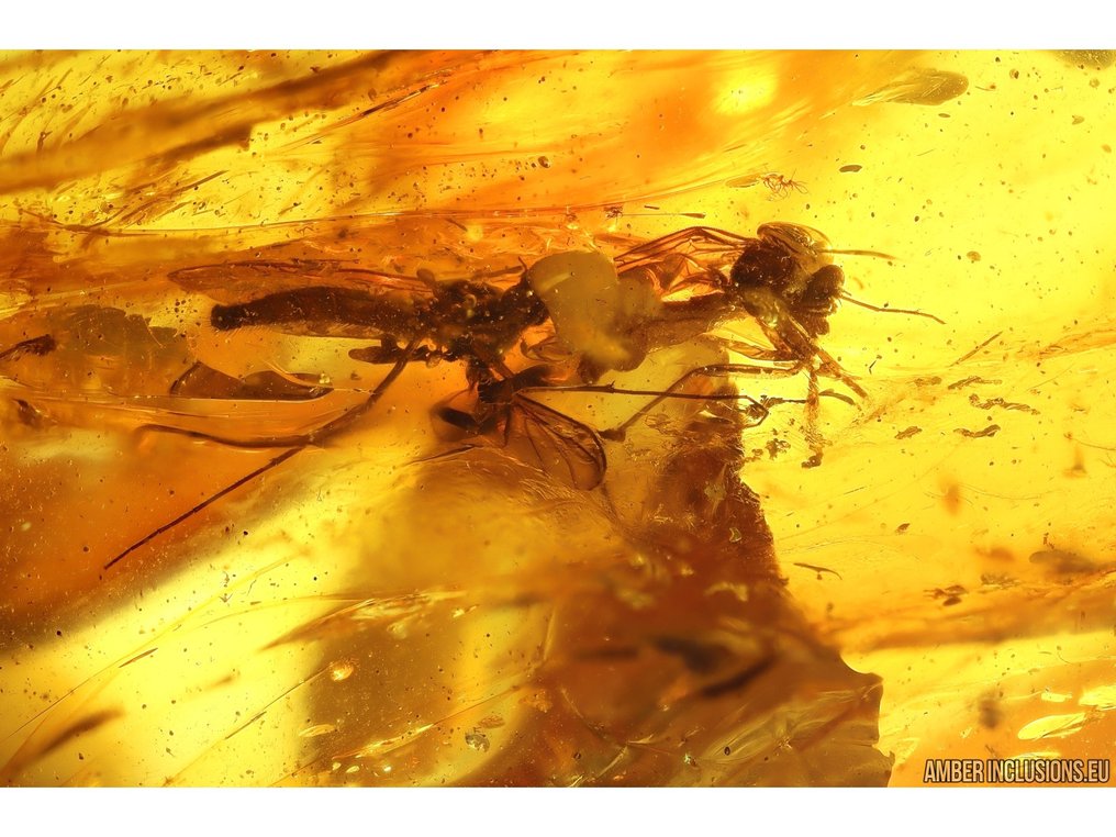 Amber - Amber - Spider - 29 mm - 16 mm  (No reserve price) #2.1