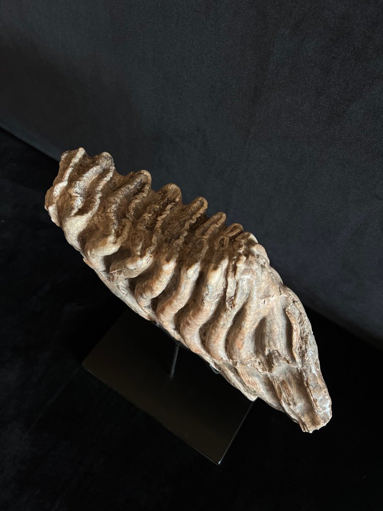 乳齿 - 牙齿化石 - Stegodon - 13.5 cm - 22.5 cm #3.2