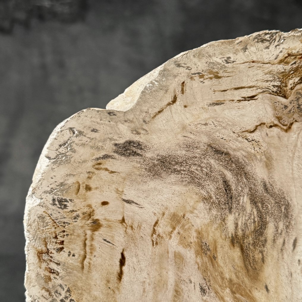 Υπέροχη φέτα πετρωμένου ξύλου σε μια εξατομικευμένη βάση - Απολιθωμένο ξύλο  (χωρίς τιμή ασφαλείας) #3.2