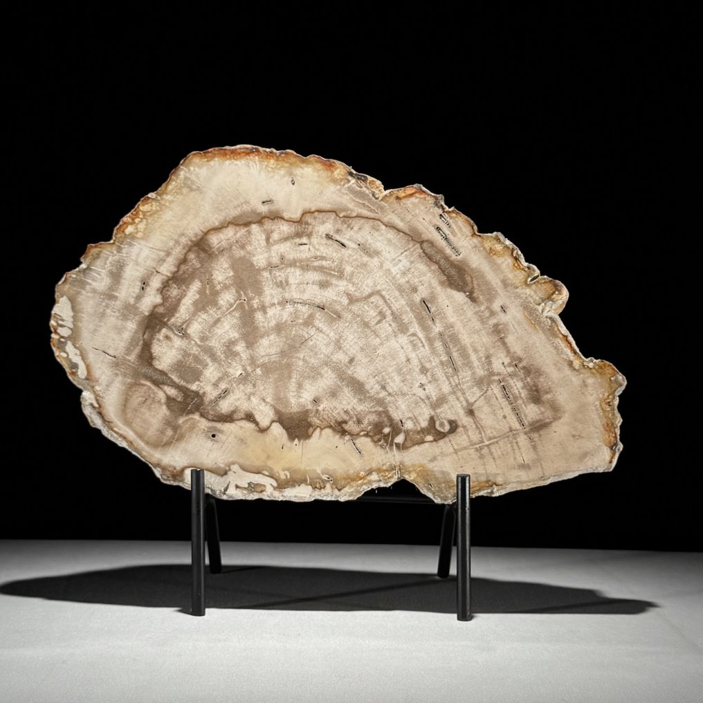 精彩的一片化石木片，放在定制的底座上 - 化石木材  (沒有保留價) #1.0