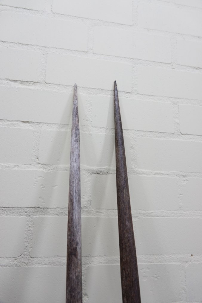 Gemsbok Hörner - Oryx gazella - 3 cm - 3 cm - 99 cm- non-CITES species - (2) #3.2