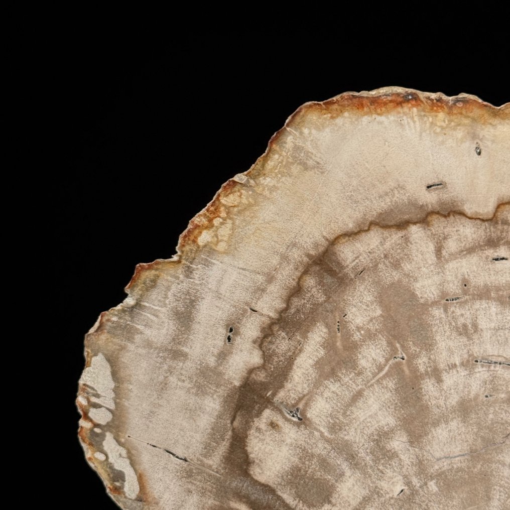 精彩的一片化石木片，放在定制的底座上 - 化石木材  (沒有保留價) #2.1