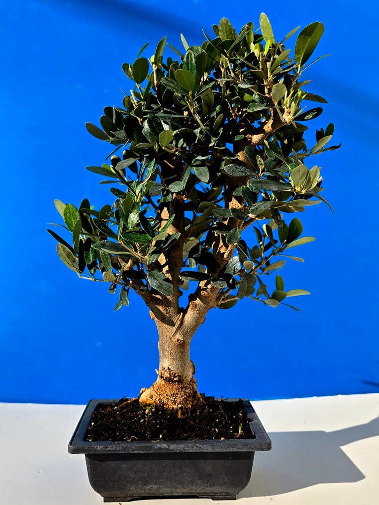 Ελιά μπονσάι (Olea europaea) - Ύψος (Δέντρο): 38 cm - Βάθος (Δέντρο): 12 cm - Ισραήλ #4.3