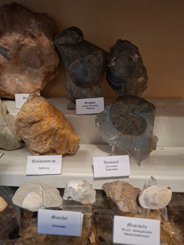 Παλαιά συλλογή απολιθωμάτων πάνω από 20 τεμάχια. - Απολιθωμένη μήτρα  (χωρίς τιμή ασφαλείας) #4.3