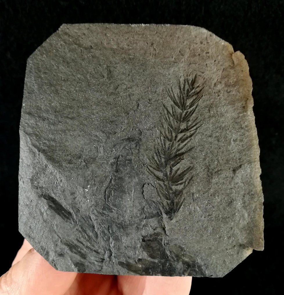 Fóssil de planta com preservação excepcional!! - Cola de caballo (equisetales) - Planta fossilizada - Asterophyllites equisetiformis (SCHLOTHEIM;  BRONGNIART, 1828) - 85 mm - 75 mm  (Sem preço de reserva) #1.0