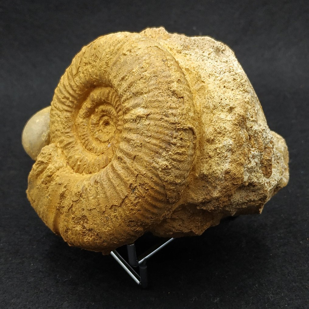 Amonite - Animal fossilizado - Choffatia sp.  (Sem preço de reserva) #3.2