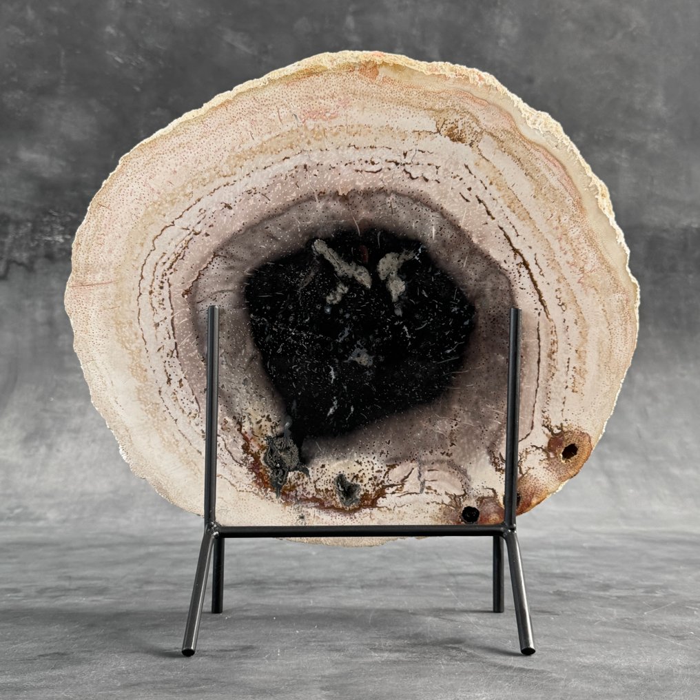 Εντυπωτικό μεγάλο κομμάτι απολιθωμένου ριζώματος φοίνικα σε προσαρμοσμένη βάση. - Απολιθωμένο ξύλο - Palma Fossile  (χωρίς τιμή ασφαλείας) #1.0