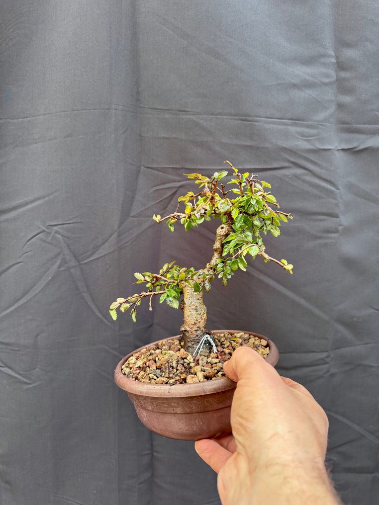 Κινεζική φτελιά μπονσάι (Ulmus parviflora) - Ύψος (Δέντρο): 18 cm - Βάθος (Δέντρο): 17 cm - Ιταλία #1.0