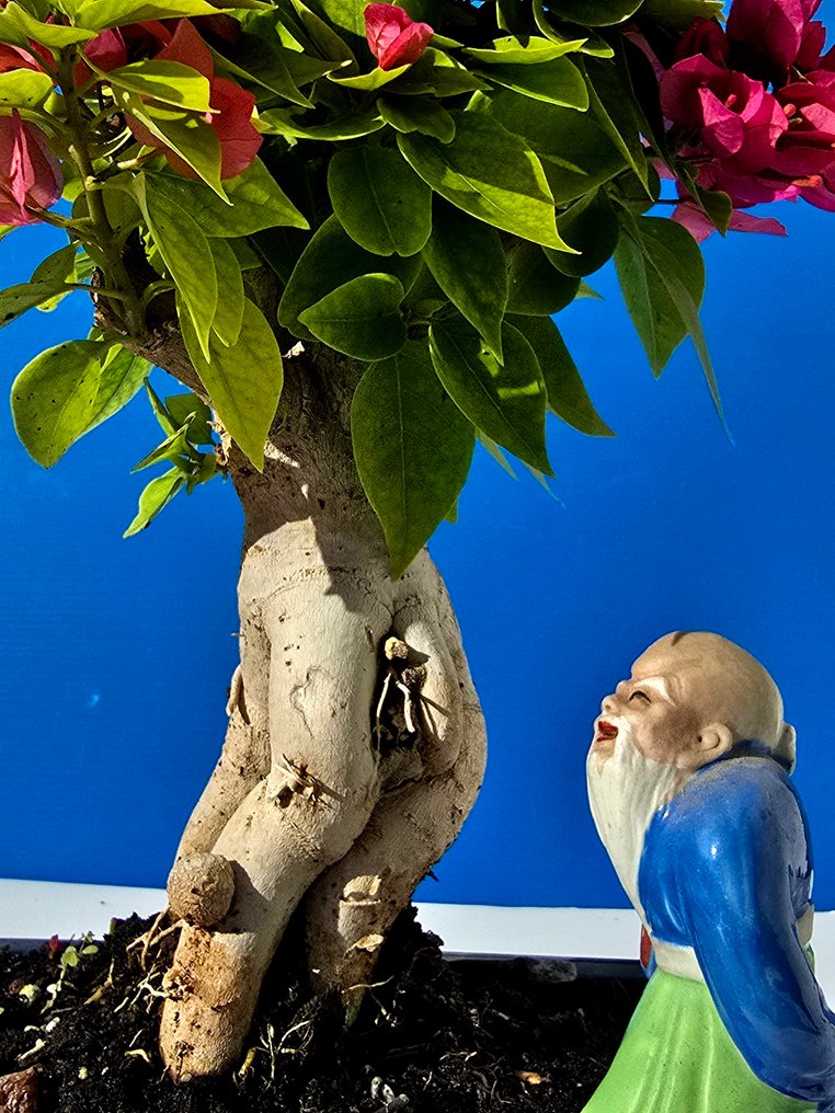 Μπουκαμβίλια 'Mini Thai' Μπονσάι - Ύψος (Δέντρο): 30 cm - Βάθος (Δέντρο): 12 cm - Ισραήλ #2.1