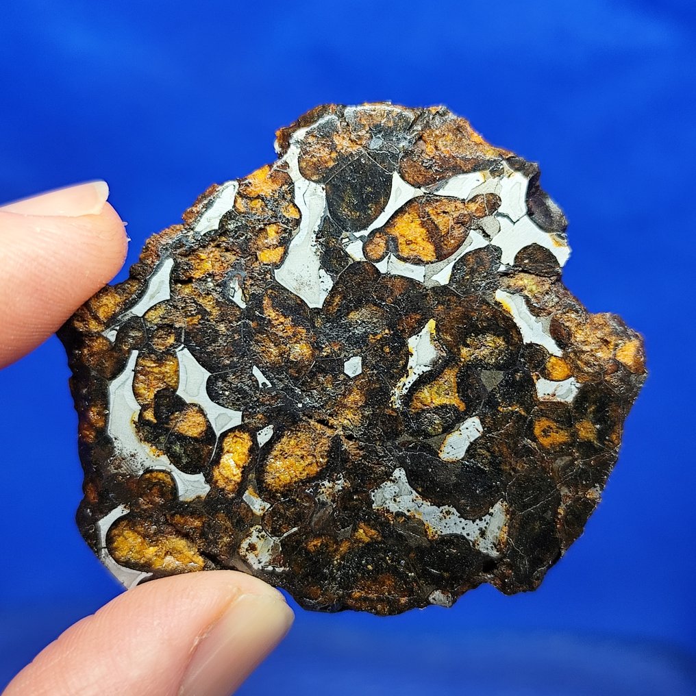 Very nice PALLASITE Slice. SERICHO (Kenya, 2016). Without reserve price! - 25.8 g #2.1