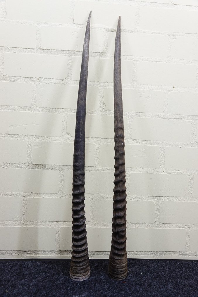 南非长角羚 角 - Oryx gazella - 3 cm - 3 cm - 82 cm- non-CITES species - (2) #1.0