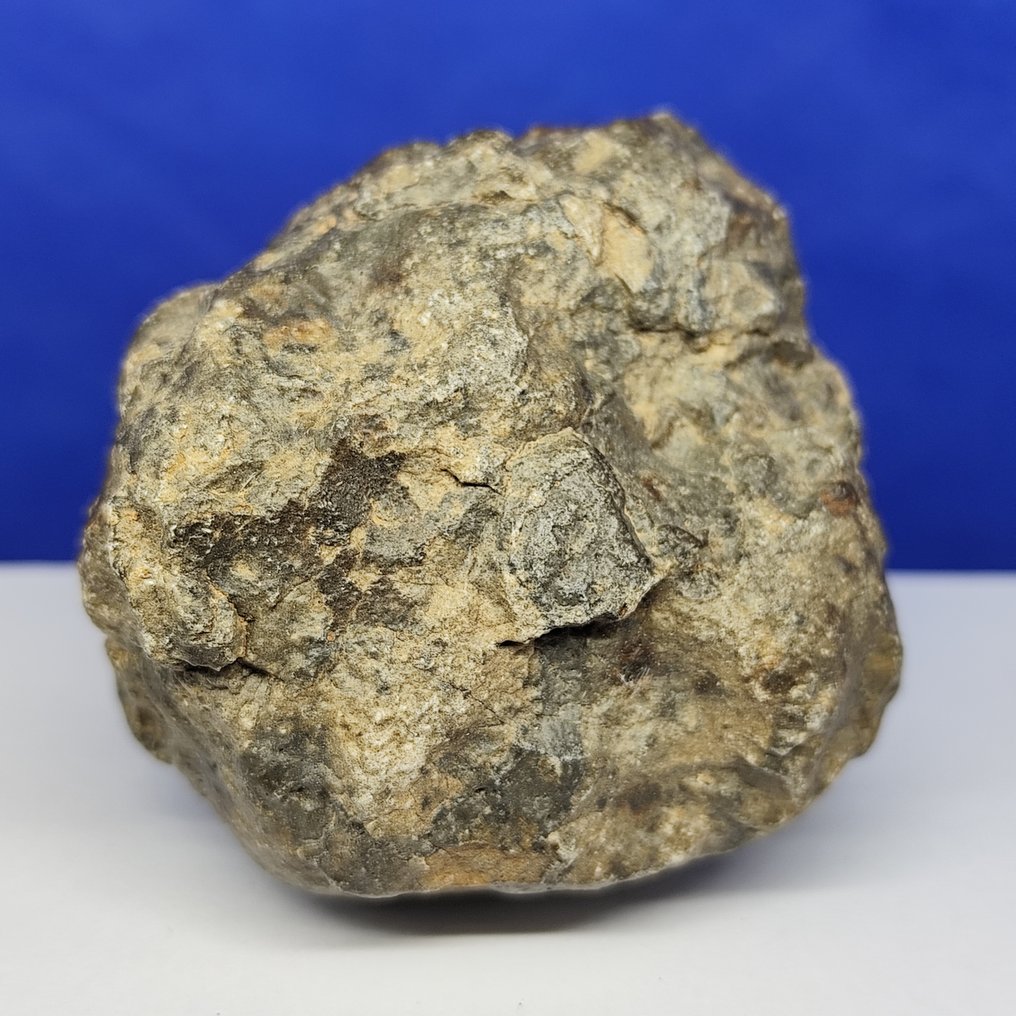 XL MUSEUM new "JIKHARRA 001" (Libya, 2022). EUCRITE METEORITE -achondrite from VESTA- - 247.6 g #2.1