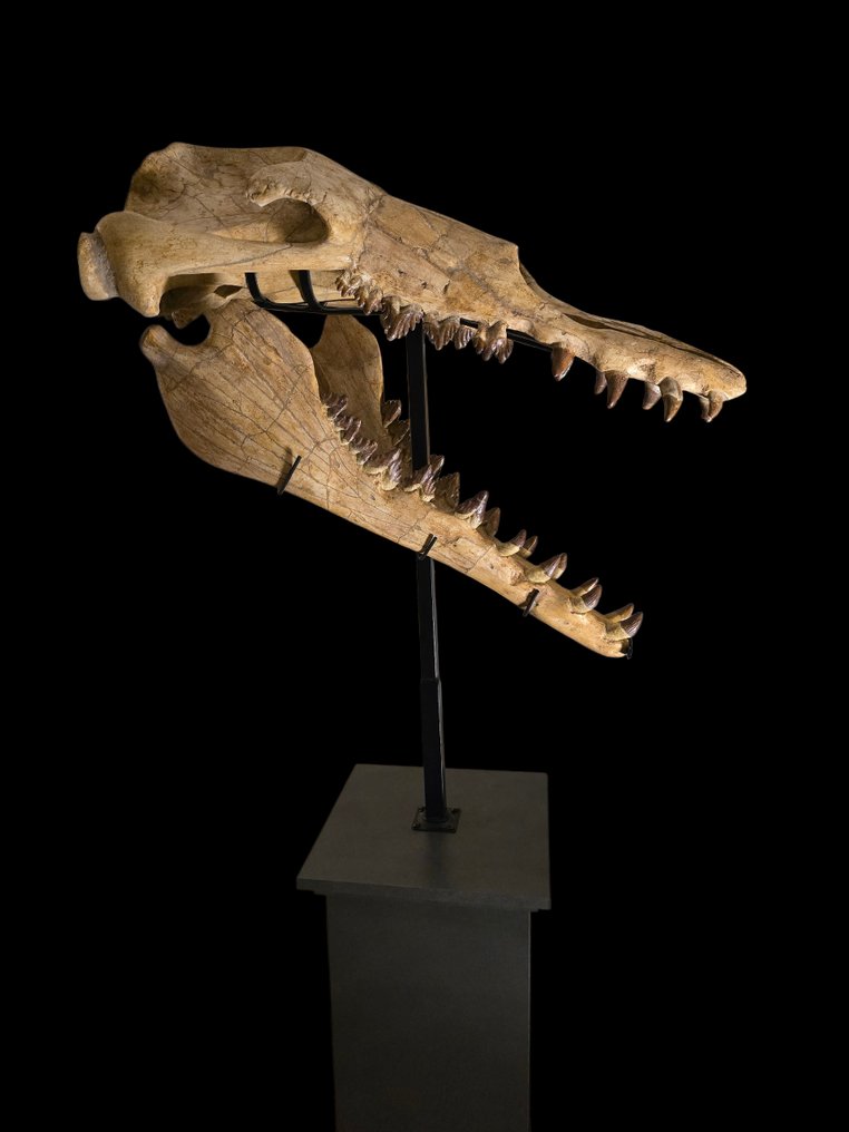 Basilosaurus - Fossil skull - Pezzo Unico - 168 cm - 80 cm #1.0