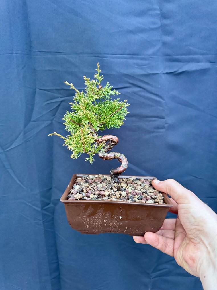 Juniper bonsai (Juniperus) - Height (Tree): 17 cm - Depth (Tree): 12 cm - Italy #1.0