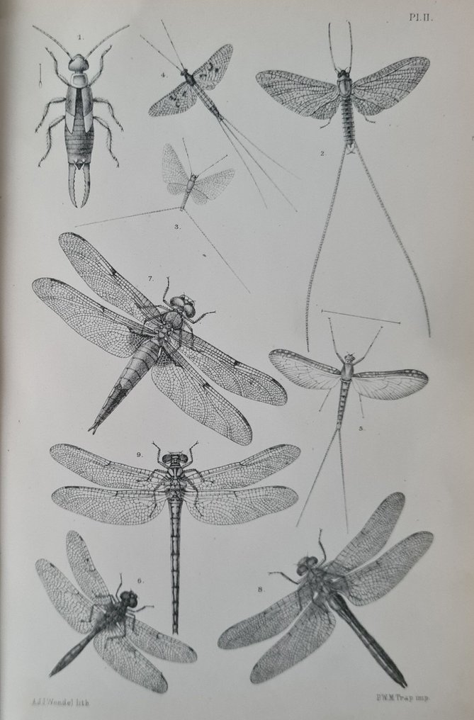 Johannes Theodorus Oudemans met 38 litho's - De Nederlandsche insecten - 1900 #4.3