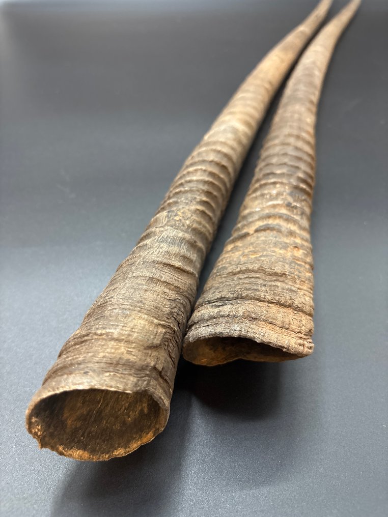 Γκέμσμποκ Κρανίο θηλαστικού - Oryx gazella - skull + horns - 24 cm - 41 cm - 19 cm- Είδη που δεν ανήκουν στο CITES #3.2