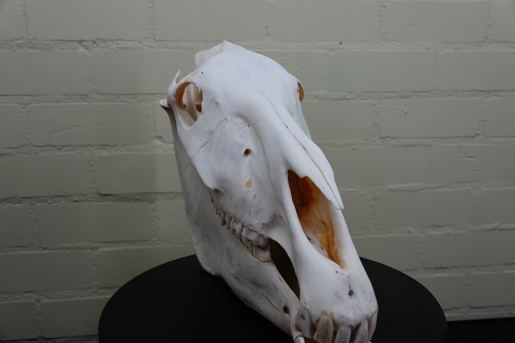 Ζέβρα η κοινή Κρανίο - Equus quagga - 30 cm - 47 cm - 20 cm- Είδη που δεν ανήκουν στο CITES #4.3