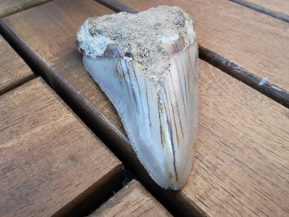 Cápa - Fosszilis fog - Young Megalodon - 6.6 cm - 4.4 cm  (Nincs minimálár) #1.0