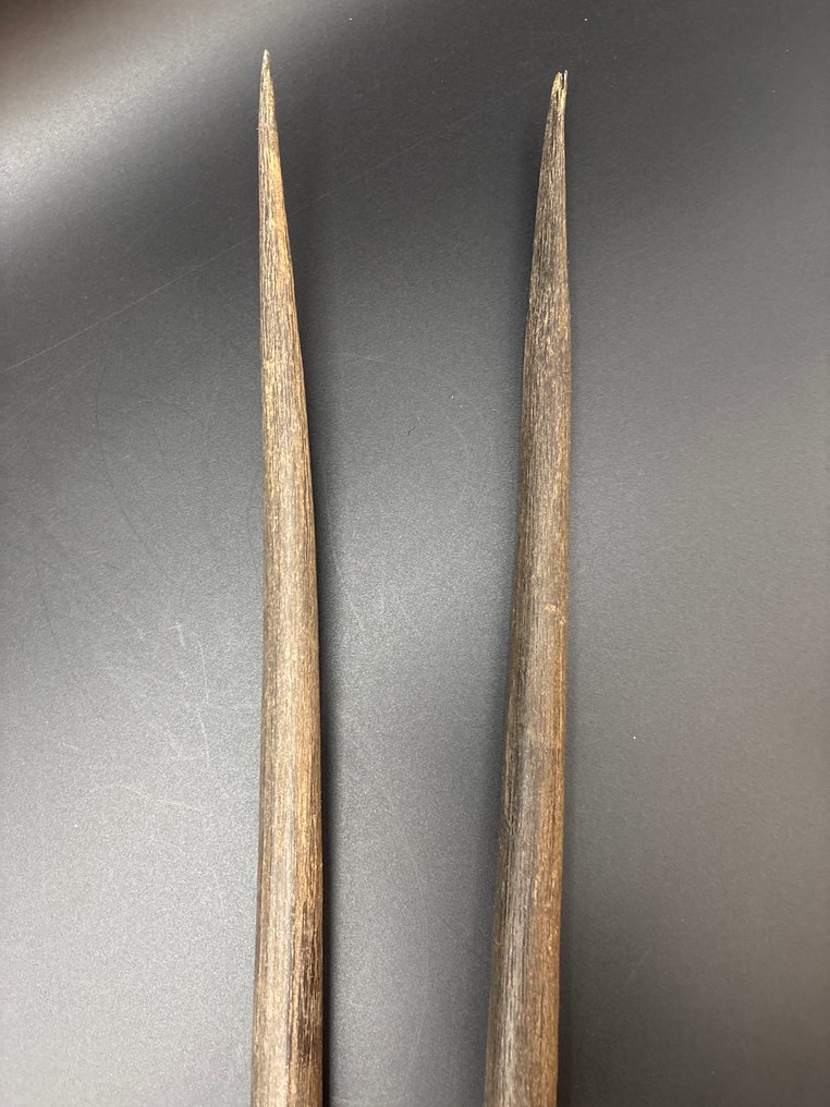 Γκέμσμποκ Κρανίο θηλαστικού - Oryx gazella - skull + horns - 24 cm - 41 cm - 19 cm- Είδη που δεν ανήκουν στο CITES #4.3