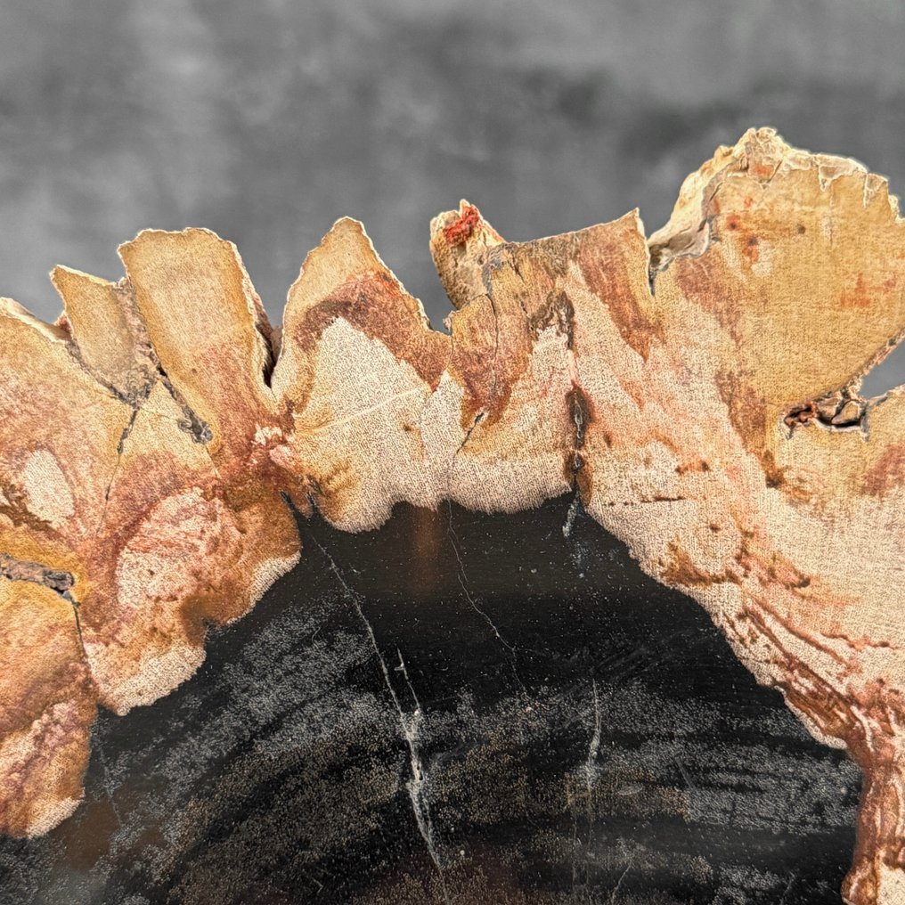 令人惊叹的化石木片,放置在定制底座上。 - 化石木材 (没有保留价) #4.3