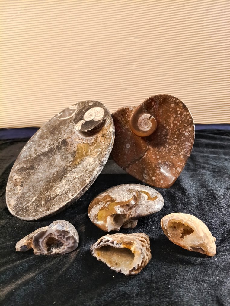 Ammonit - Fossil matrix - Mantelliceras - 12.8 cm - 17.2 cm  (Ingen mindstepris) #1.0