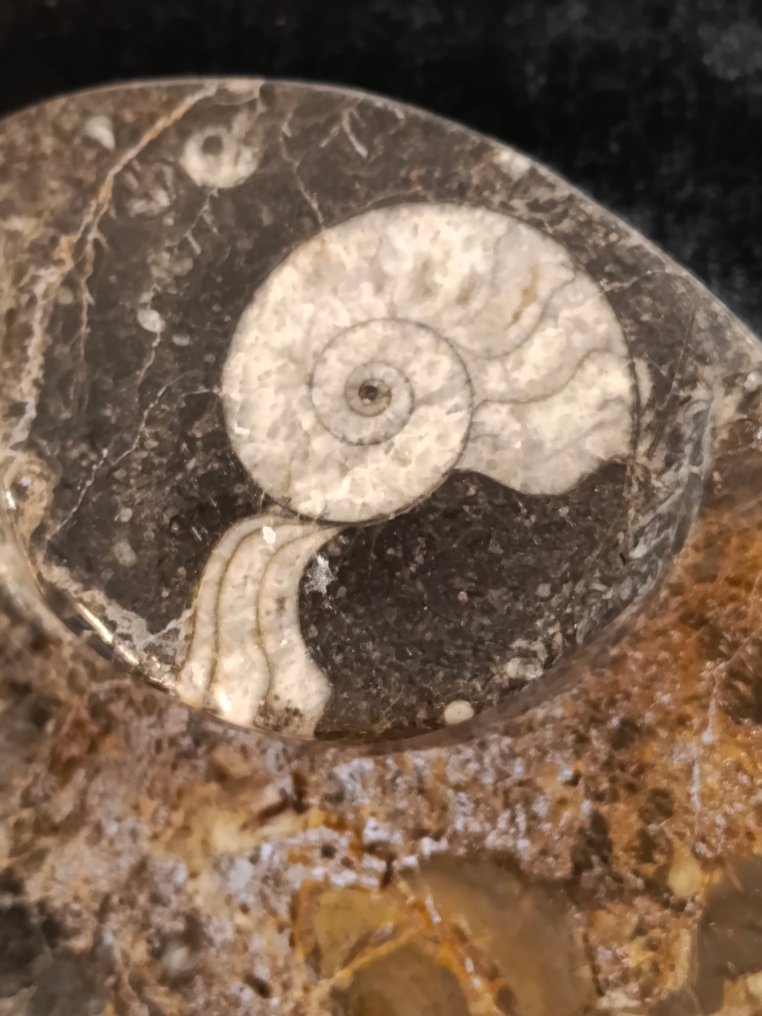 Ammonit - Fossil matrix - Mantelliceras - 12.8 cm - 17.2 cm  (Ingen mindstepris) #3.2