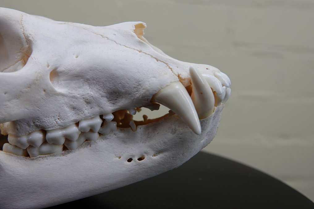 Μαύρη αρκούδα Κρανίο - Ursus americanus - with CITES Tag - 14 cm - 12 cm - 26.5 cm- Παράρτημα ΙΙ του  CITES - Παράρτημα Β στην ΕΕ #2.1