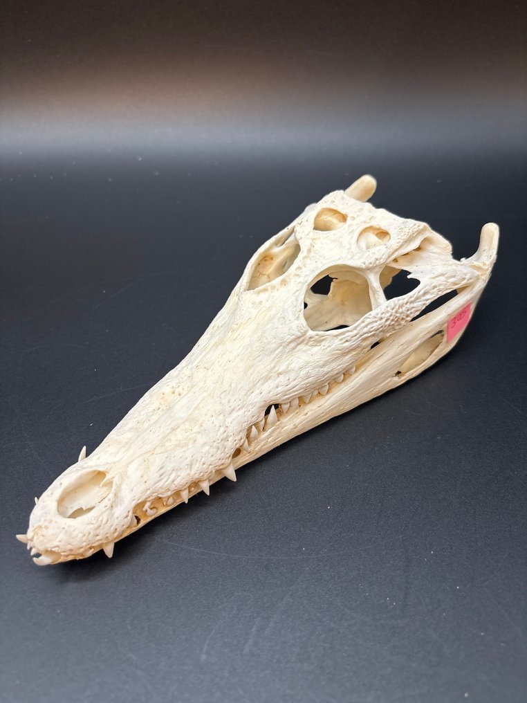 尼羅鱷 爬行動物頭骨 - Crocodylus niloticus - 6 cm - 10 cm - 23 cm- CITES 附件2 - 歐盟內附件B -  (1) #1.0