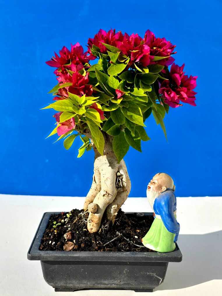 Μπουκαμβίλια 'Mini Thai' Μπονσάι - Ύψος (Δέντρο): 30 cm - Βάθος (Δέντρο): 12 cm - Ισραήλ #1.0